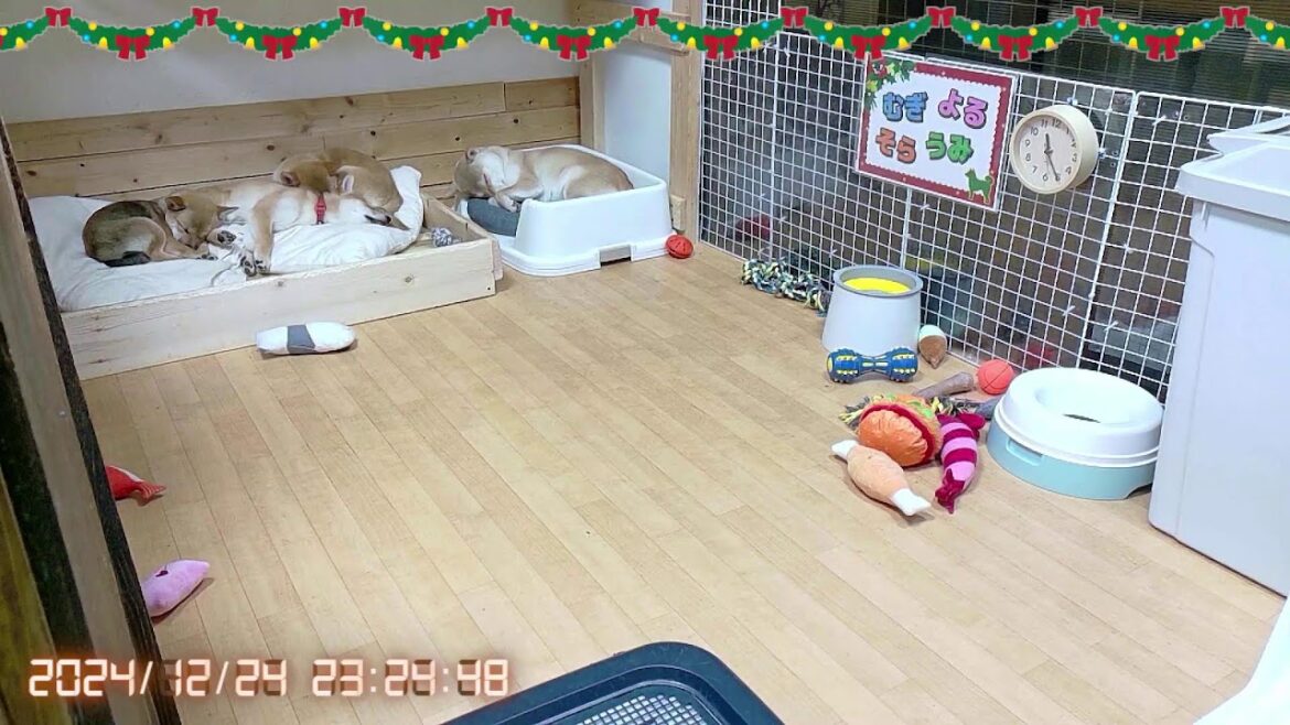 柴犬なつ！子育て生配信【生後106日】クリスマスイブにいい子で待ってる子犬たち。