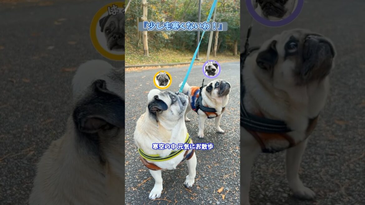 寒くても散歩大好きパグの🐶むぎはる『少しも寒くないわ！🐾』