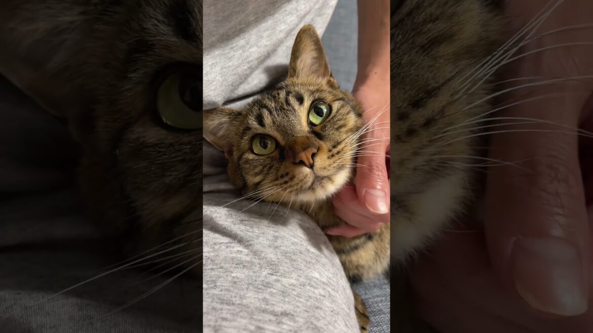名前を呼ぶと、弾丸のように駆けつける猫
