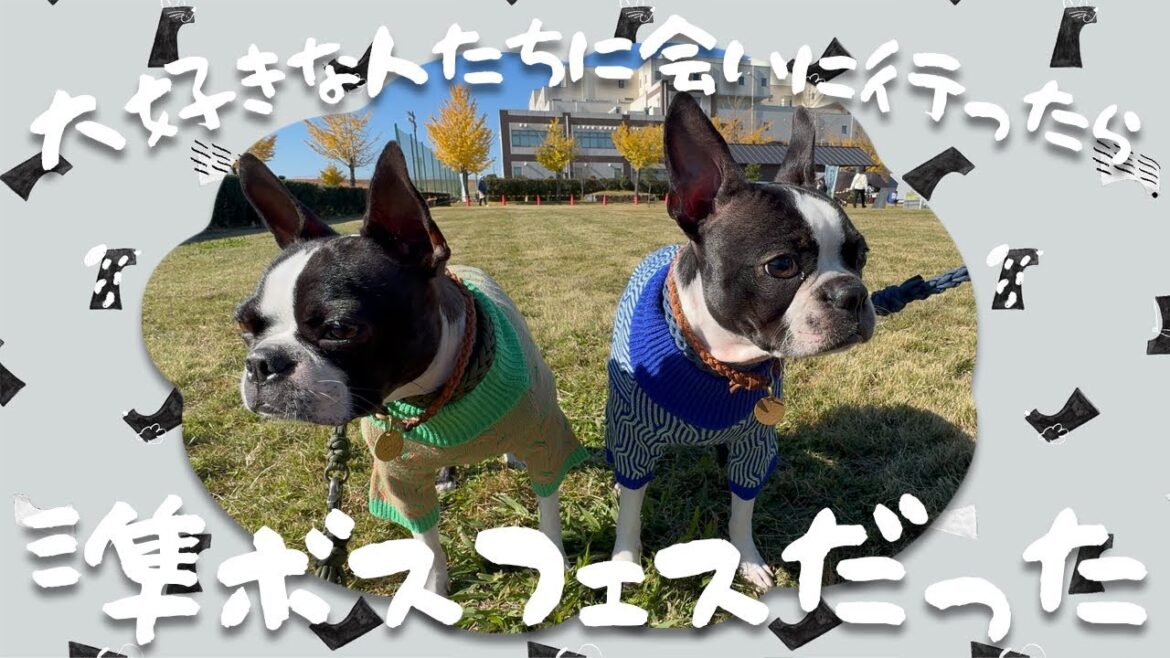 【ボストンテリア】ドッグイベントに参加したら準ボストンテリアフェスティバルだった 【ボストンテリア】ドッグイベントに参加したら準ボストンテリアフェスティバルだった