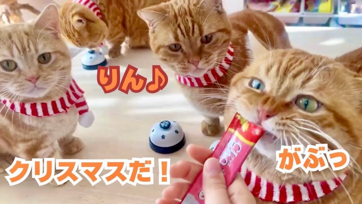 今宵はマンチカンカルテットによる演奏会をお楽しみくださいませ🛎️🎄 今宵はマンチカンカルテットによる演奏会をお楽しみくださいませ🛎️🎄