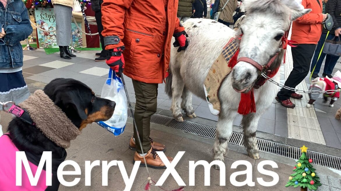 ロットワイラーらんの成長記録♡クリスマスパレードに参加⭐️
