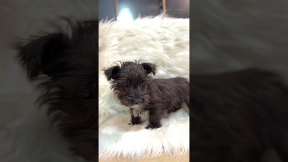 ミックス犬 スコティッシュテリア×マルチーズ