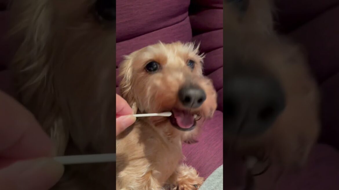 前歯の無いダックス犬　りんご　ワイヤーダックス