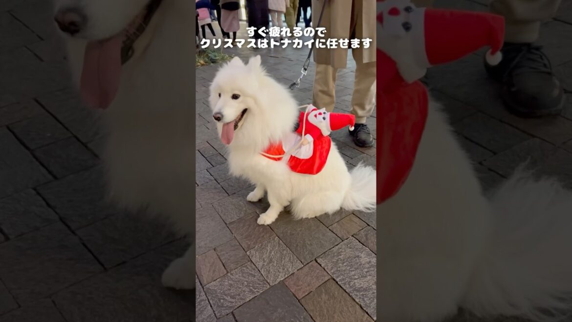 サモエドがサンタを背中に乗せて歩く姿がかわいすぎる　#samoyed #サモエド #クリスマス