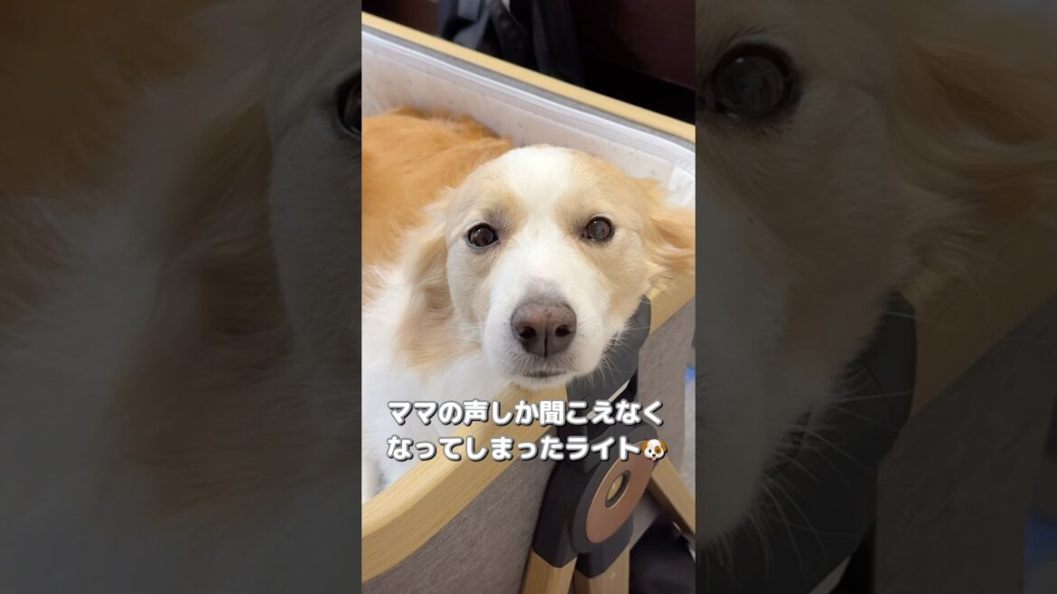都合が悪くなると寝たフリをひて回避しようとする賢すぎる犬ww【ボーダーコリー•ゴールデンレトリバー】#shorts