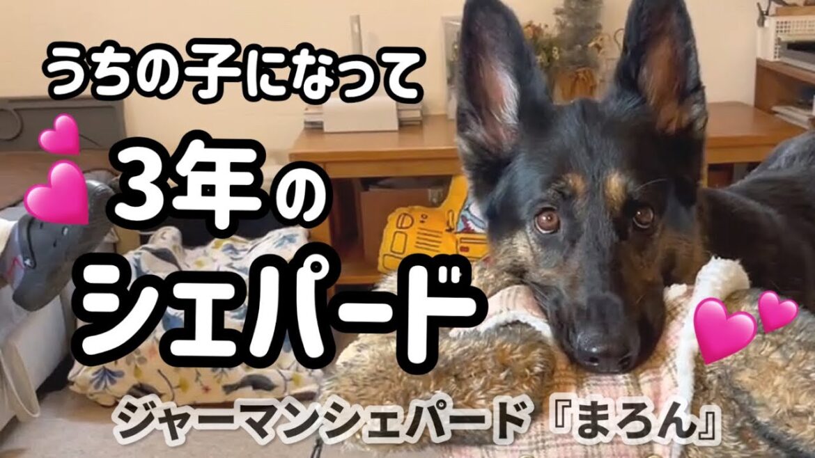 3回目のうちの子記念日🐶こんなにちっちゃかったのかぁ💕でも今はもっとかわいい😍【ジャーマンシェパード】 3回目のうちの子記念日🐶こんなにちっちゃかったのかぁ💕でも今はもっとかわいい😍【ジャーマンシェパード】