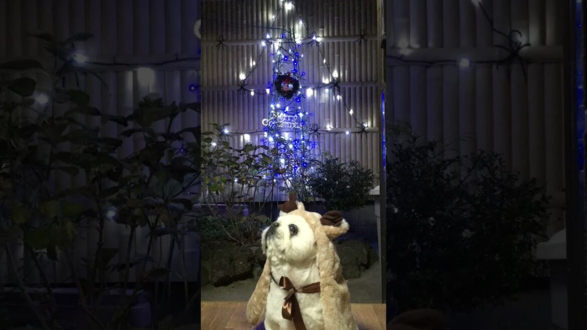 クリスマス2024 #ペキニーズ