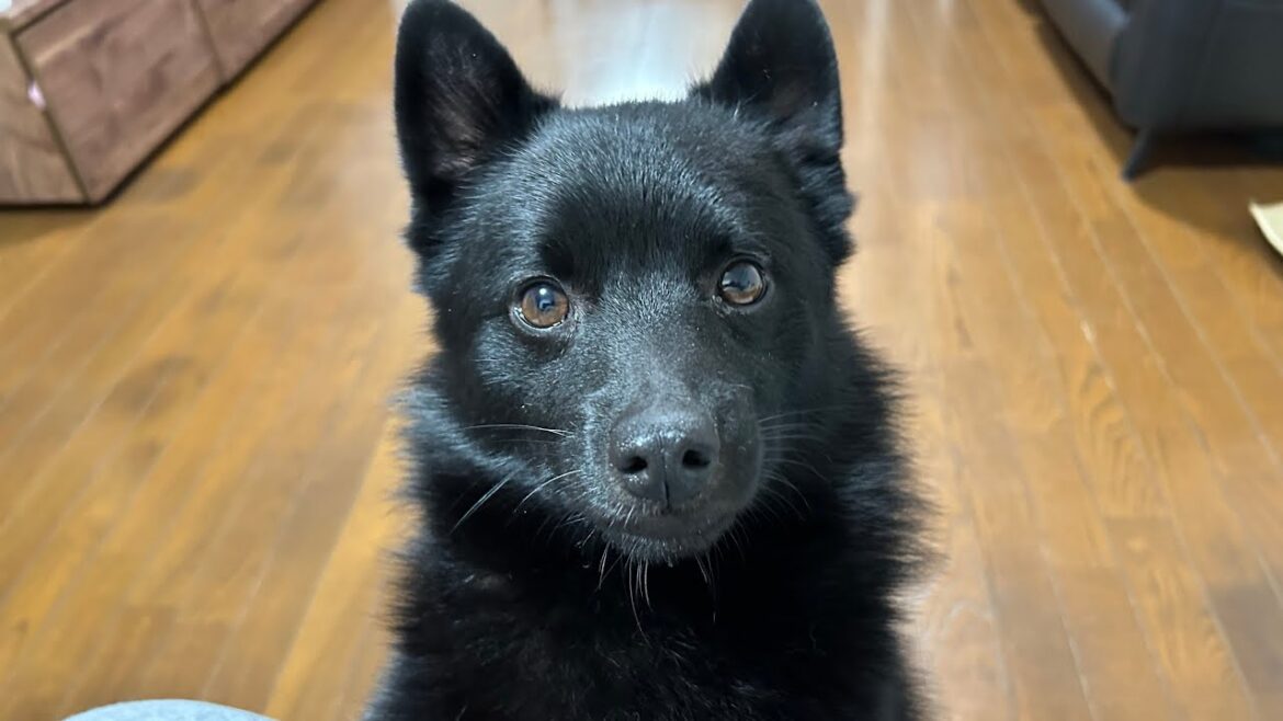 スキッパーキの日曜日　sunday schipperke