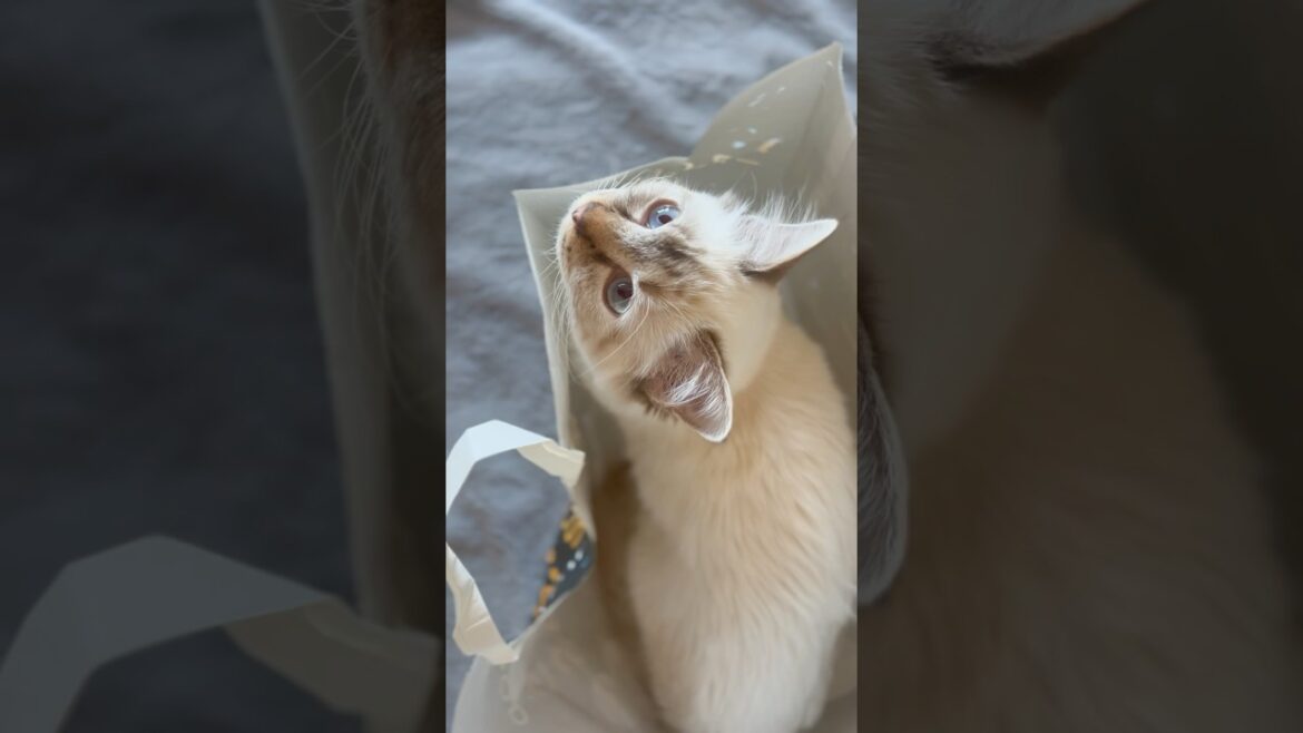 Venus The Christmas Food Shopper 🐱🛍️🎅
