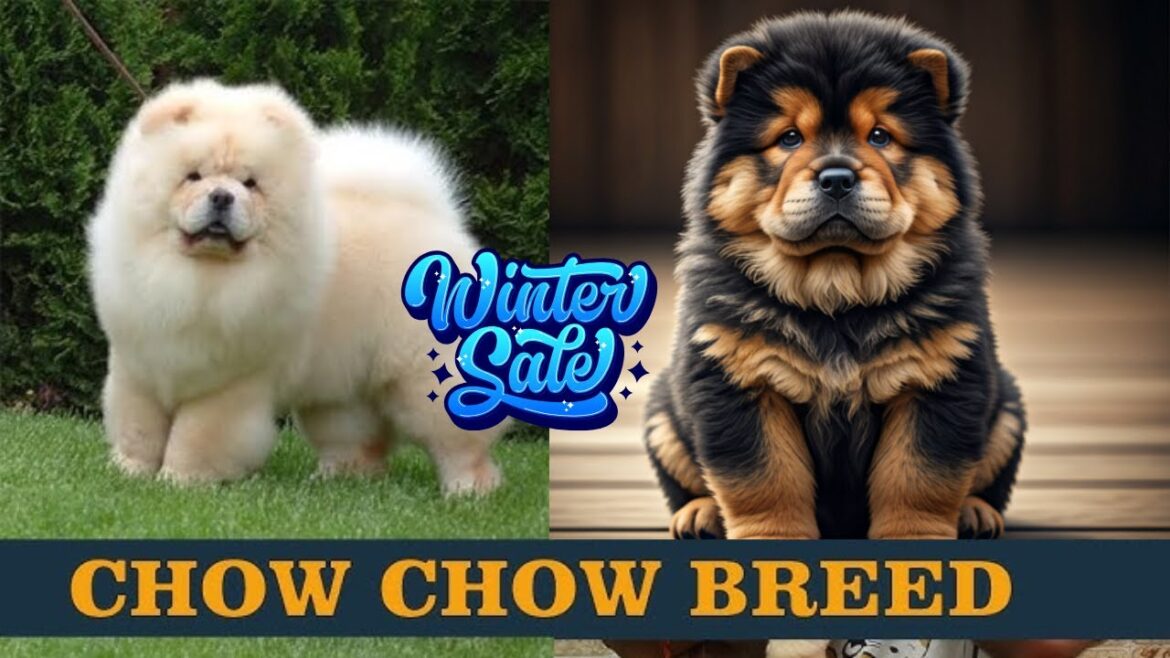 Meet Your New Best Friend 🐕 Chow Chow Puppies for Sale | DogsBreedOfficial 2024