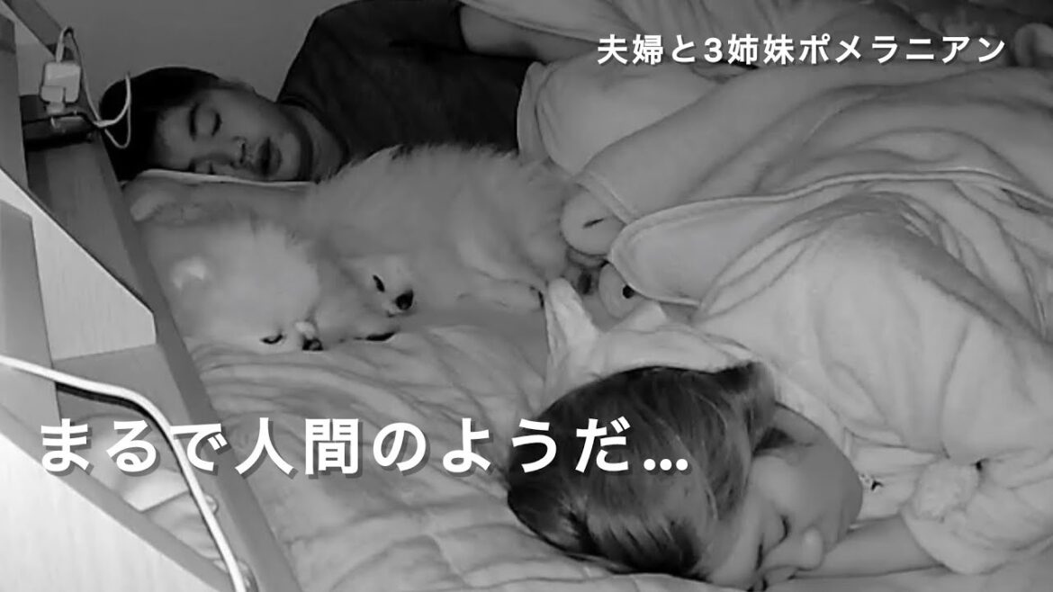 【モニタリング】いつも一緒に寝てる愛犬達の様子を朝まで撮影してみた! 【モニタリング】いつも一緒に寝てる愛犬達の様子を朝まで撮影してみた!