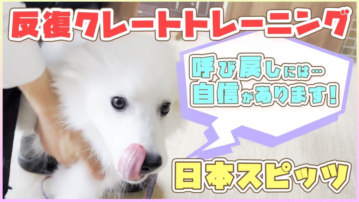 【スピッツ】元気な子犬は褒めて伸ばそう！クレートを嫌がる時はまずは慣れさせましょう！