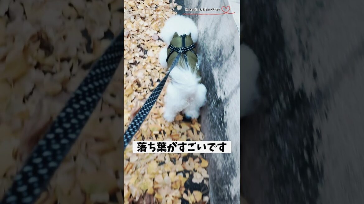 【ビションフリーゼ】落ち葉の絨毯の上を楽しそうに歩くもふ犬 【犬と猫、両方飼ってると毎日かわいい♥】