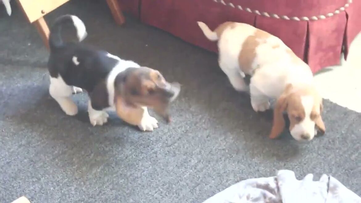 Basset Hound Puppies For Sale