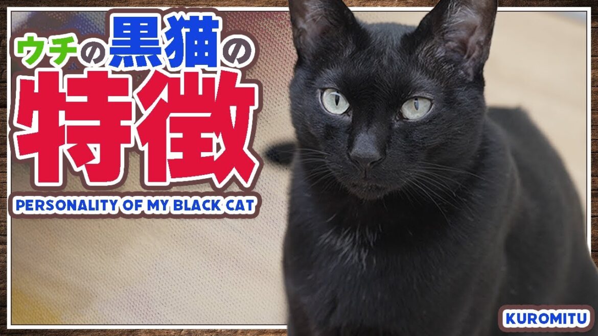 ウチの黒猫の特徴とは