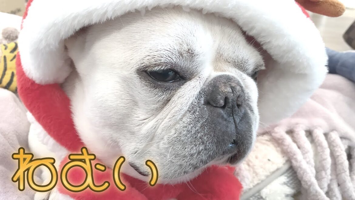眠さには勝てないクリスマス…。【フレンチブルドッグ frenchbulldog】
