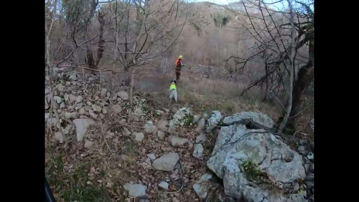 Lov na sljuku 215...English Setter Vedran Andric