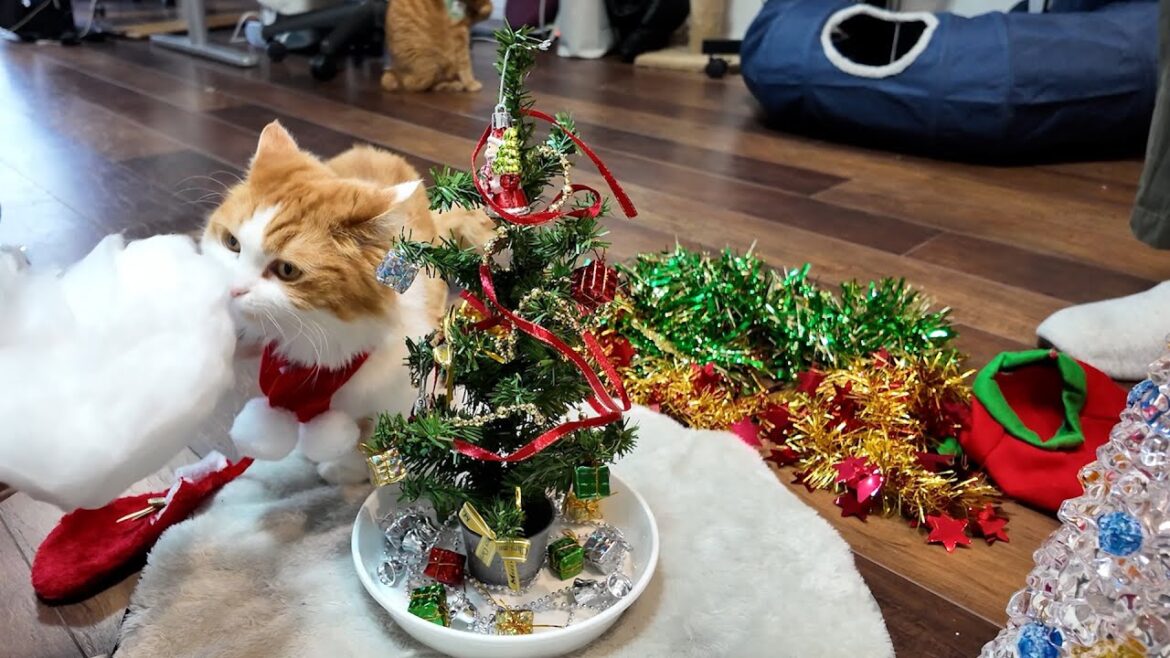 もうすぐクリスマスなのでツリーの飾り付けをしました！