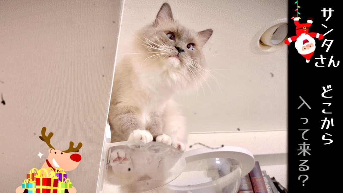 【猫】メリークリスマス🎁🎄2024〆