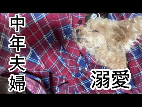 愛犬は家族!中年夫婦とシニア犬の暮らし トイプードル/共働き 愛犬は家族!中年夫婦とシニア犬の暮らし トイプードル/共働き
