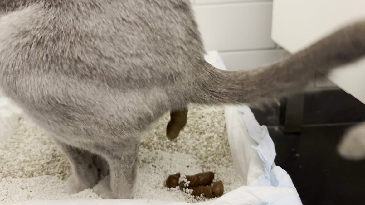 💩 Cat pooping 💩 - Vol. 4