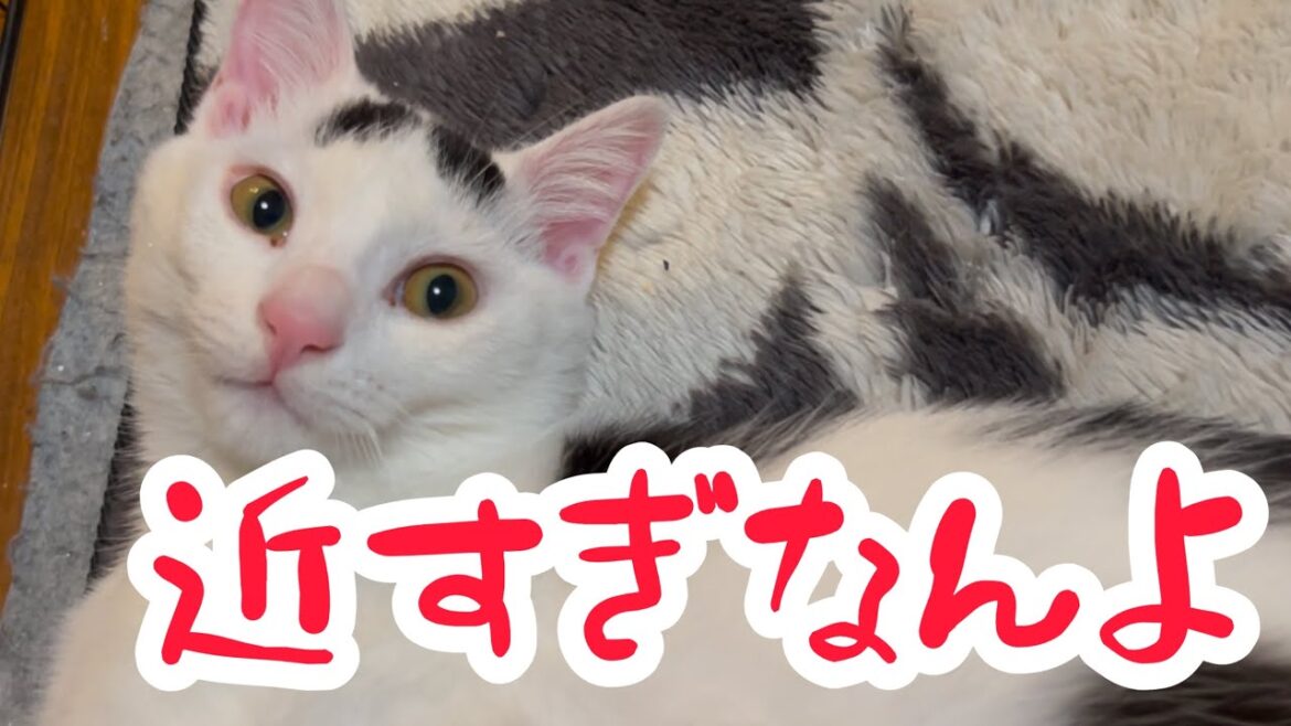 ヒーターの真ん前にいすぎあ末路が笑える。＃保護＃猫の暮らし