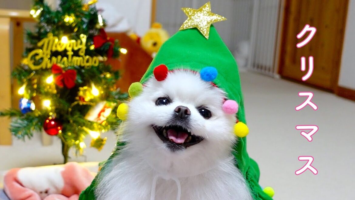クリスマスツリーになったポメラニアンが可愛いすぎた…