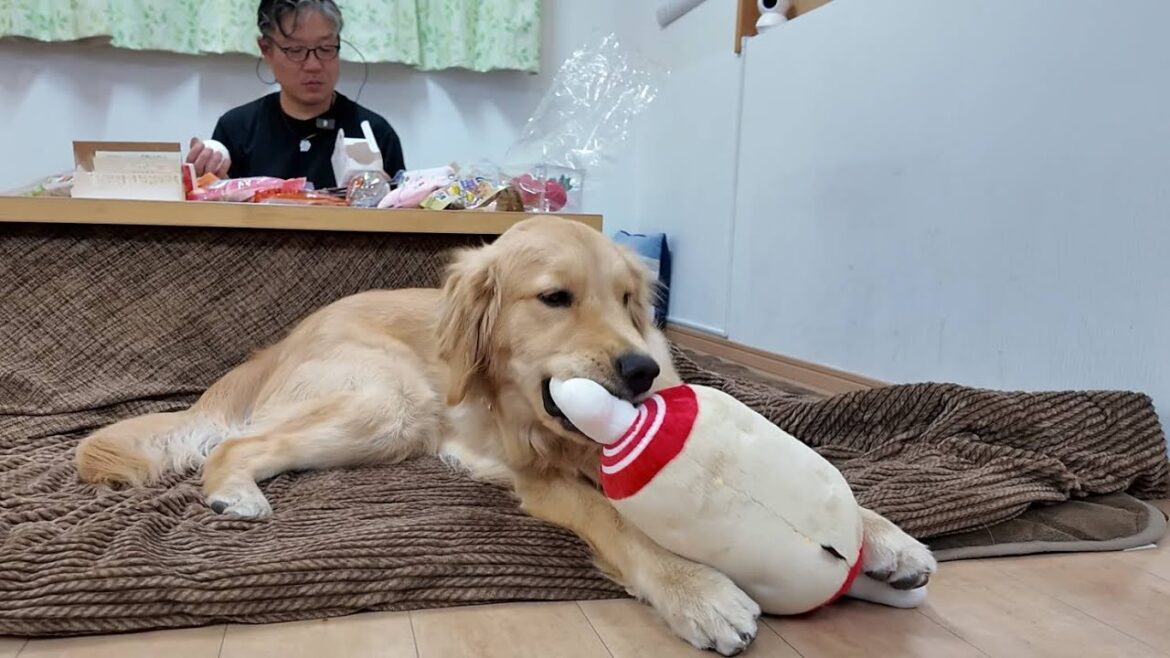 そこには意外な理由があったんです!子犬に与えた命名の意味。【Golden Retriever japan】 そこには意外な理由があったんです!子犬に与えた命名の意味。【Golden Retriever japan】