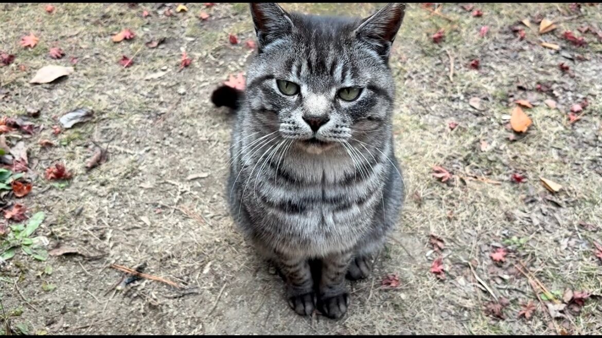 甘える三毛猫ちゃん見て出て来たサバトラ猫ちゃん挨拶が超かわいい 甘える三毛猫ちゃん見て出て来たサバトラ猫ちゃん挨拶が超かわいい