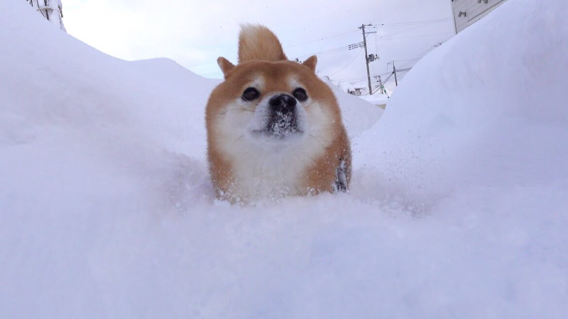 去年と次元が違いすぎる大雪で柴犬、こうなる。