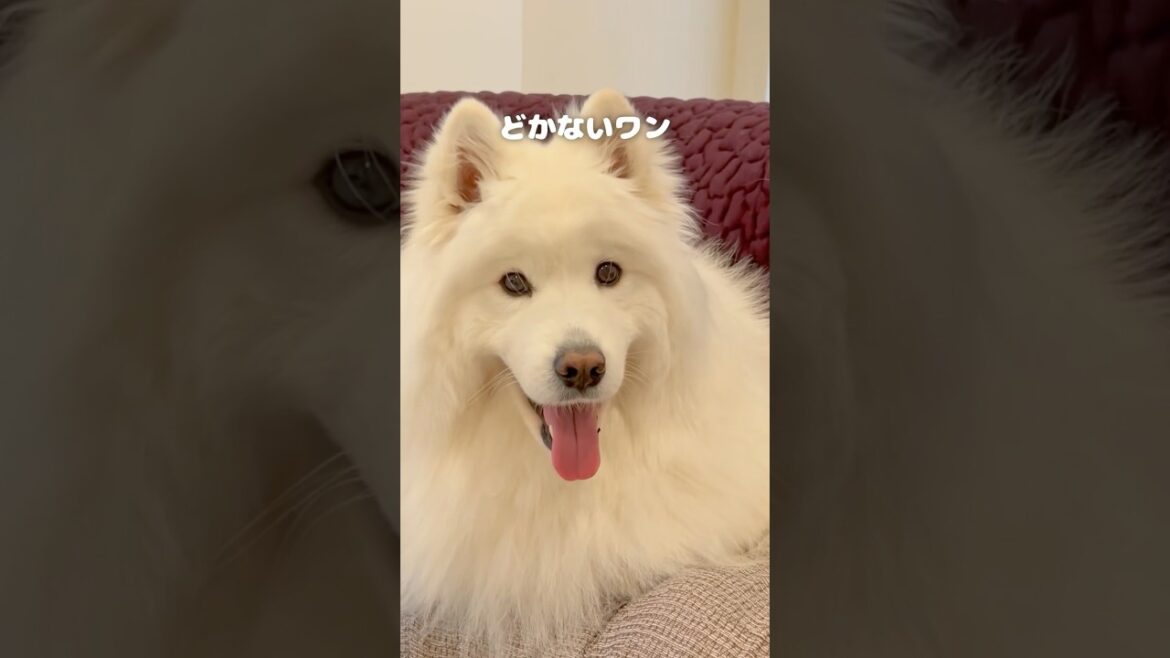 ママの布団になって暖めてあげるサモエド　#samoyed #サモエド
