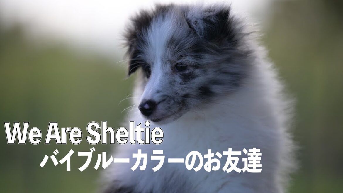 激レア！シェルティのこの毛色知ってる？【バイブルーシェルティ】