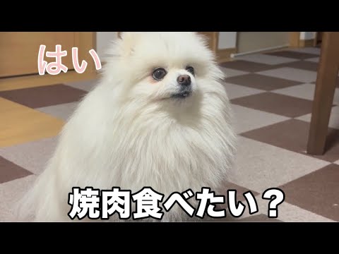 焼肉食べたい?って聞くと可愛く返事をするポメラニアンが面白すぎた 焼肉食べたい?って聞くと可愛く返事をするポメラニアンが面白すぎた
