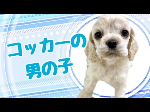 アメリカンコッカースパニエルの子犬 (平野瓜破) アメリカンコッカースパニエルの子犬 (平野瓜破)