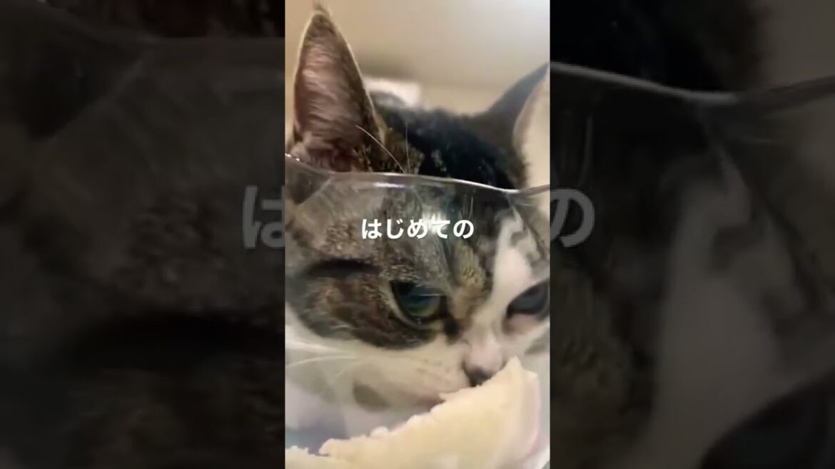 長足マンチカンラピ㊗️1歳！初めての誕生日ケーキ🎂