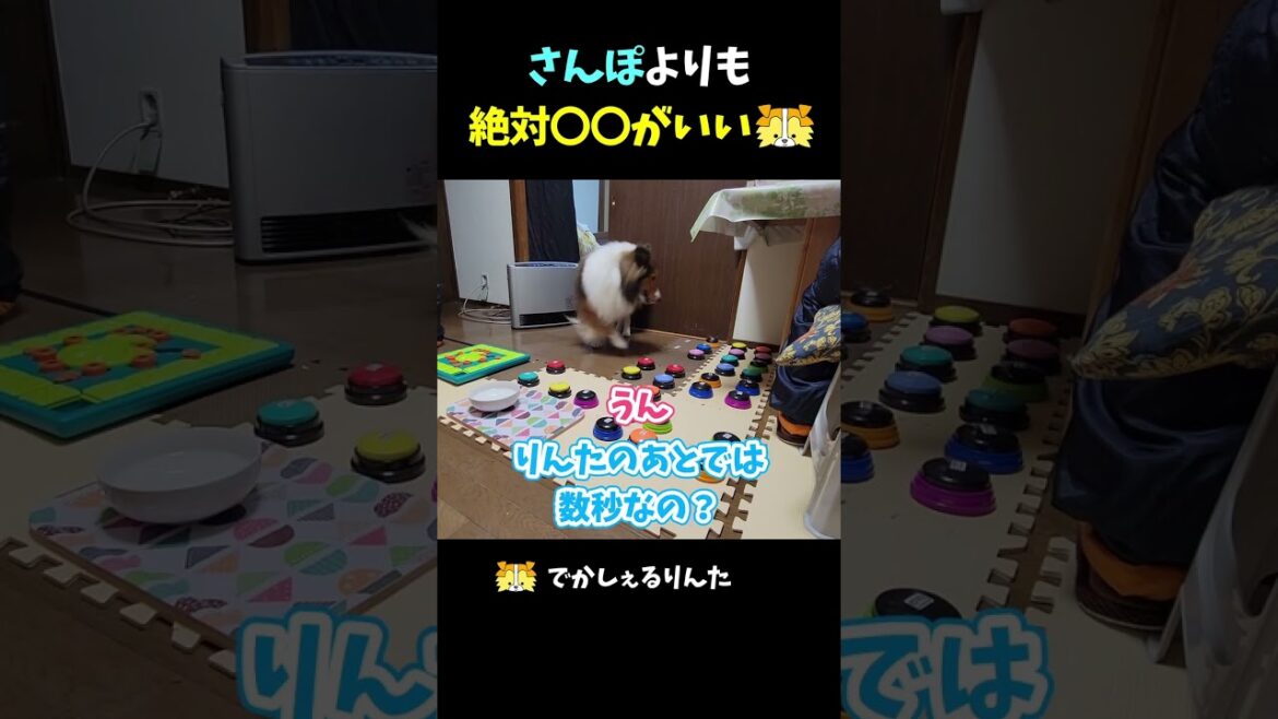 さんぽよりも絶対〇〇がいいシェルティ【会話ボタンでしゃべる犬】 #shorts #dog
