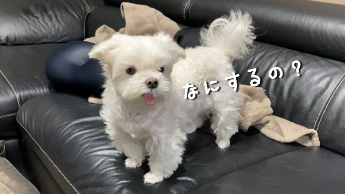 夫婦でクリスマスに愛犬を喜ばせようと頑張ってみた結果…