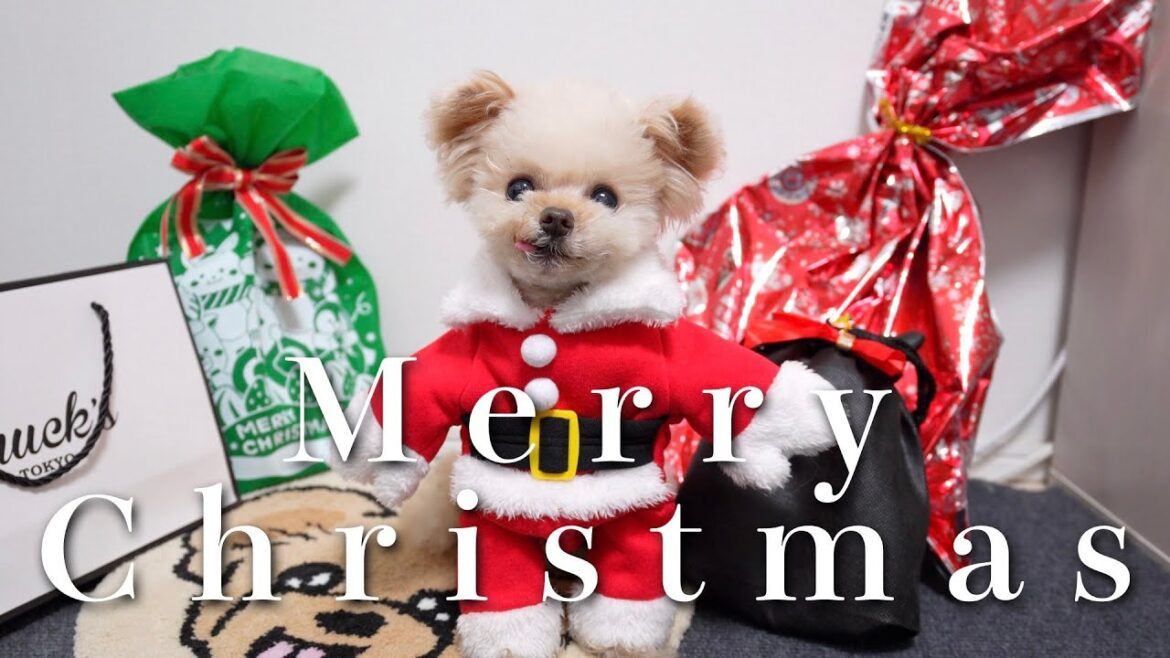 可愛いサンタさんがやってきましたｗ【トイプードル】