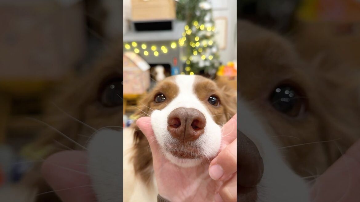 犬達のあごのせが最強に可愛すぎてキュン♡【ボーダーコリー・オーストラリアンシェパード】#shorts