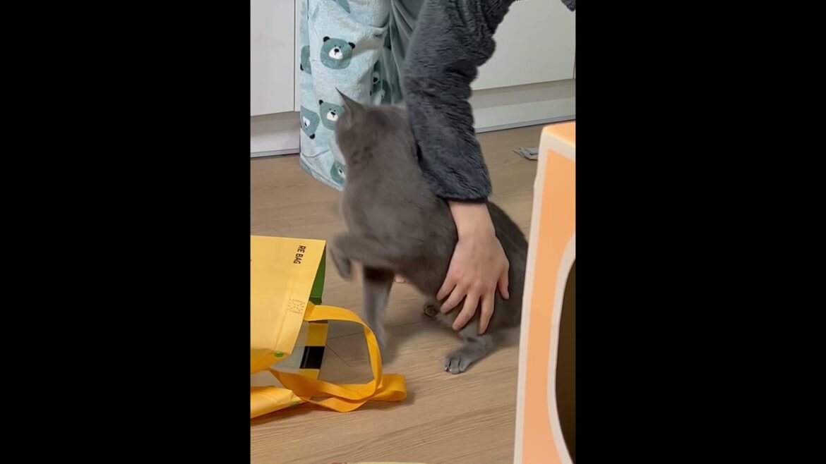 korat cat / Mèo Hàn Quốc /코렛고양이 점프 애교