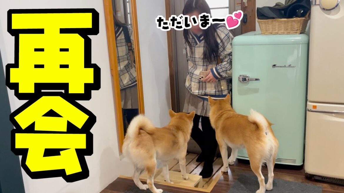柴犬姉妹と娘が感動の再会…が、まさかの展開で全員大パニックになりま