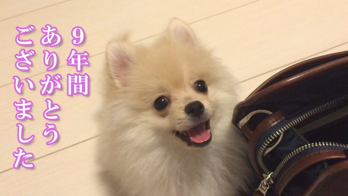 【ご報告】9年間ありがとうございました。愛犬とふたりでの生活を終了します… 【ご報告】9年間ありがとうございました。愛犬とふたりでの生活を終了します…