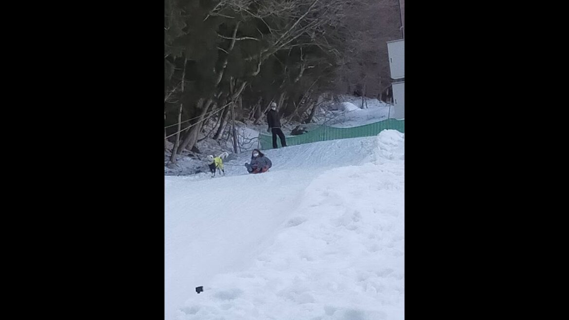 サルーキ　ぽぽ！ZIP line dog park白馬♪（Saluki）
