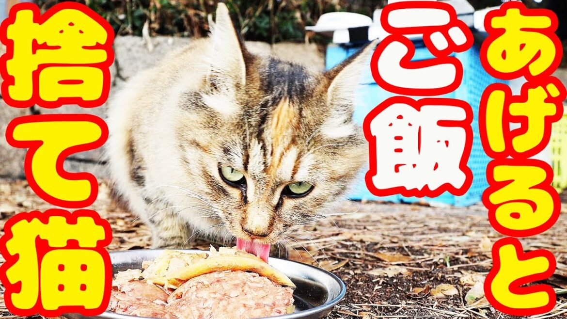 捨て猫たちにご飯をあげたら・・・ サビ猫は元飼い猫で耳カット無しで避妊済み? 捨て猫たちにご飯をあげたら・・・ サビ猫は元飼い猫で耳カット無しで避妊済み?