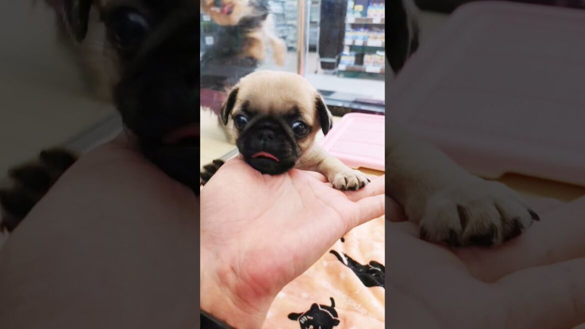 【 パグ子犬 】可愛い子犬ちゃんがやって来ました！【マルワン梅島店】