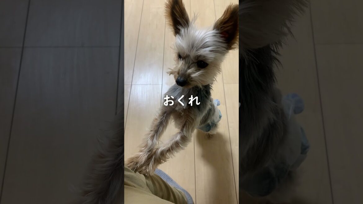クリスマスにはヨーキーの大好物をあげちゃおう