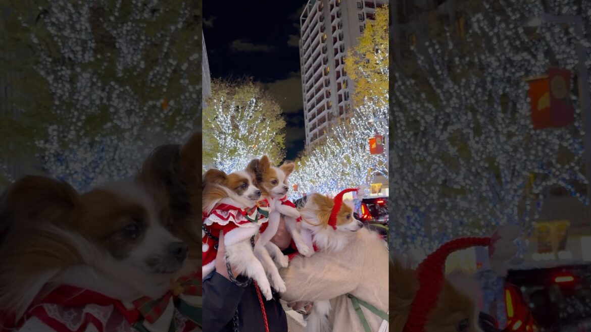 Merry Christmas2024🎄いろんな場所で撮ってきた🎅 shorts