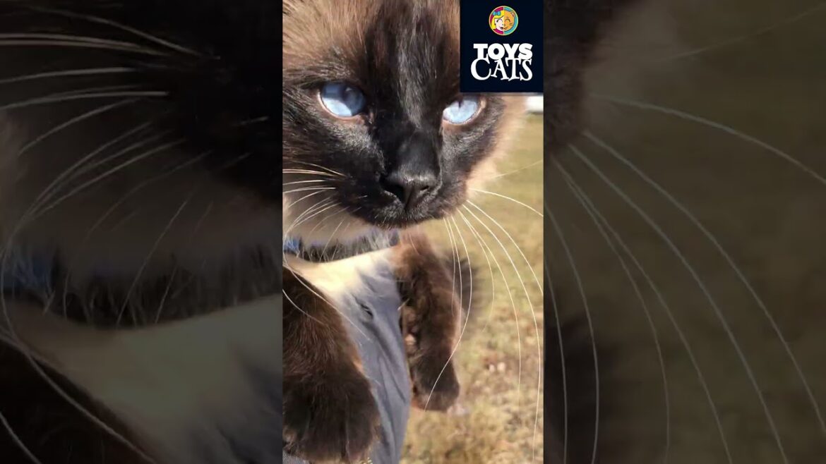 INDOOR CAT ENJOYS THE OUTDOORS ☀️