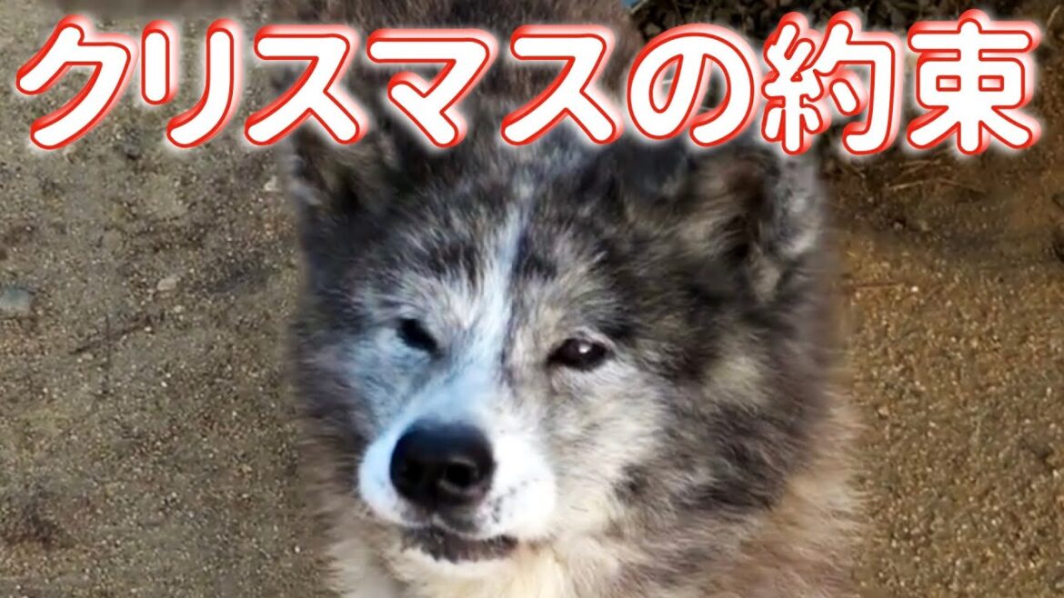 【秋田犬】クリスマスの約束 【秋田犬】クリスマスの約束